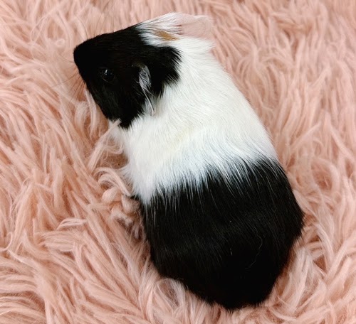 イングリッシュモルモット Me-F415