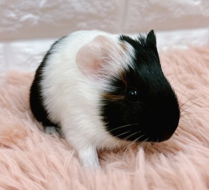 イングリッシュモルモット Me-F415