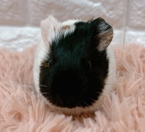 イングリッシュモルモット Me-F415