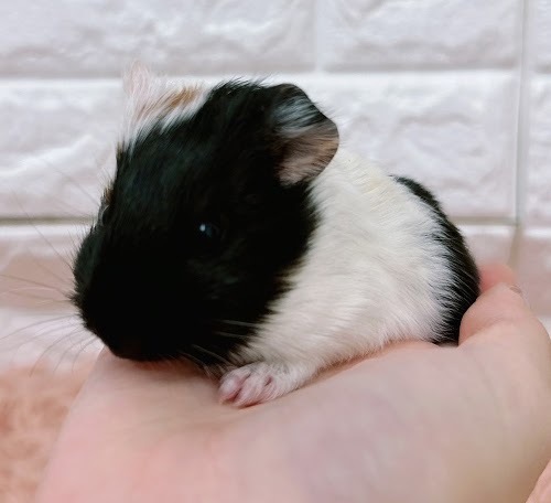 イングリッシュモルモット Me-F415