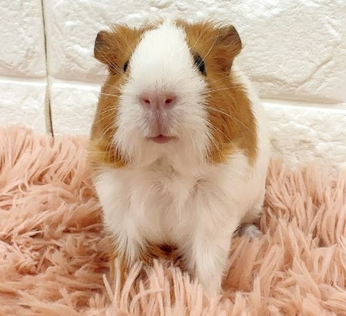 イングリッシュモルモット（白×茶） Me-F425
