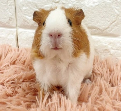 イングリッシュモルモット（白×茶） Me-F425