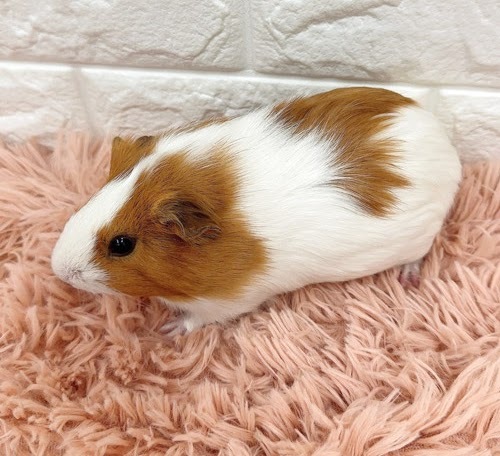 イングリッシュモルモット（白×茶） Me-F425