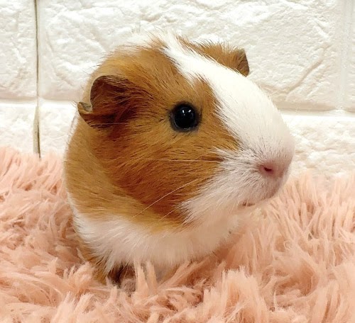 イングリッシュモルモット（白×茶） Me-F425