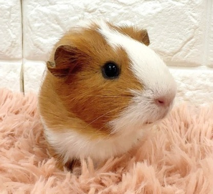 イングリッシュモルモット（白×茶） Me-F425