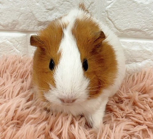 イングリッシュモルモット（白×茶） Me-F425