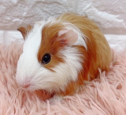 イングリッシュモルモット Me-M417