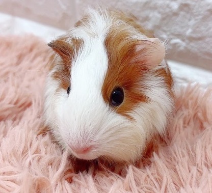 イングリッシュモルモット Me-M417