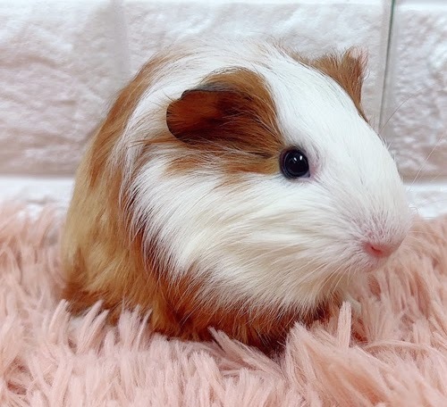 イングリッシュモルモット Me-M417