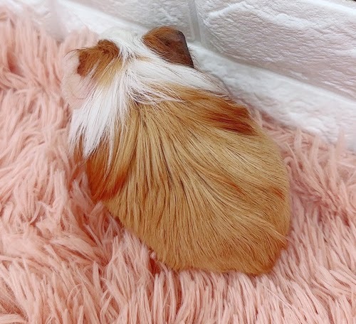 イングリッシュモルモット Me-M417