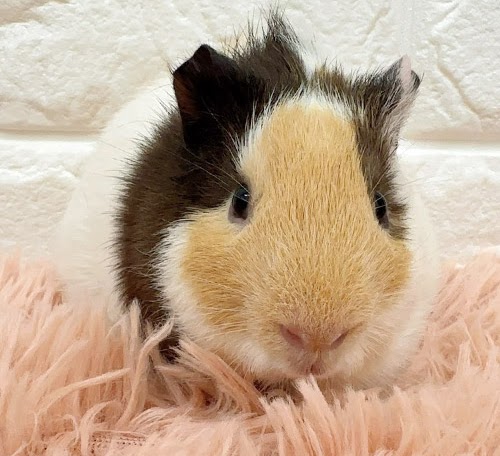 イングリッシュモルモット（三毛） Me-M423