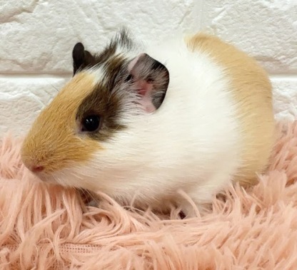 イングリッシュモルモット（三毛） Me-M423