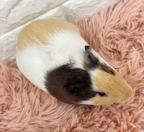 イングリッシュモルモット（三毛） Me-M423