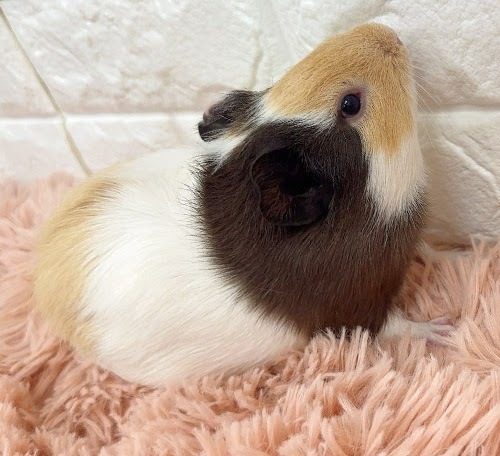 イングリッシュモルモット（三毛） Me-M423