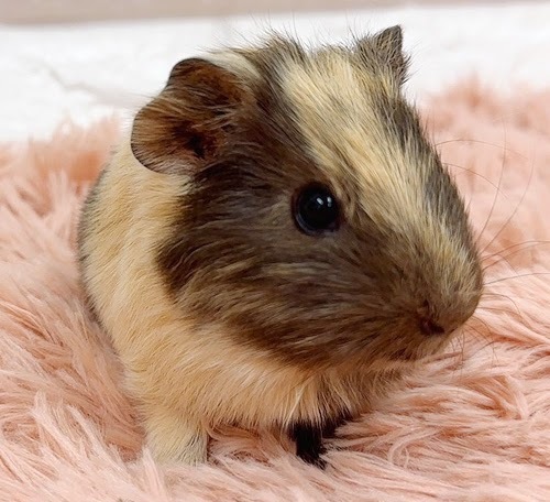 イングリッシュモルモット（ブラックタン） Mebt-M422