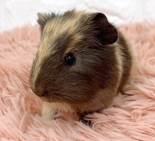 イングリッシュモルモット（ブラックタン） Mebt-M422