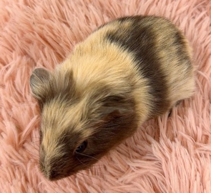 イングリッシュモルモット（ブラックタン） Mebt-M422