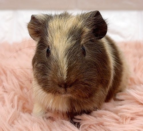 イングリッシュモルモット（ブラックタン） Mebt-M422