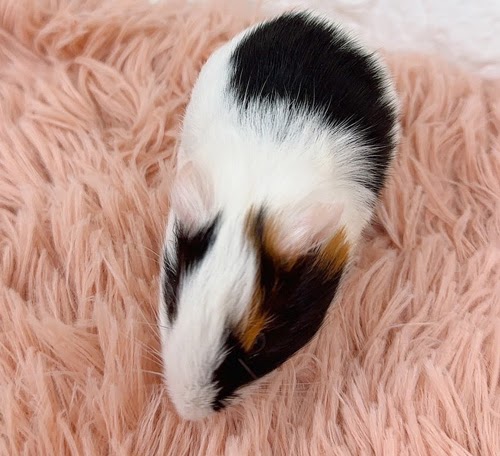 イングリッシュモルモット Memk-M421