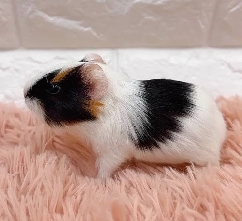 イングリッシュモルモット Memk-M421