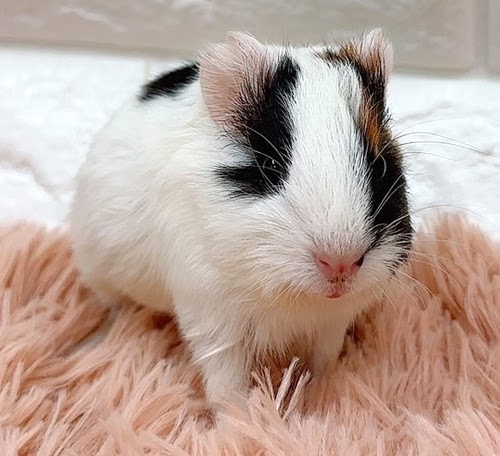 イングリッシュモルモット Memk-M421