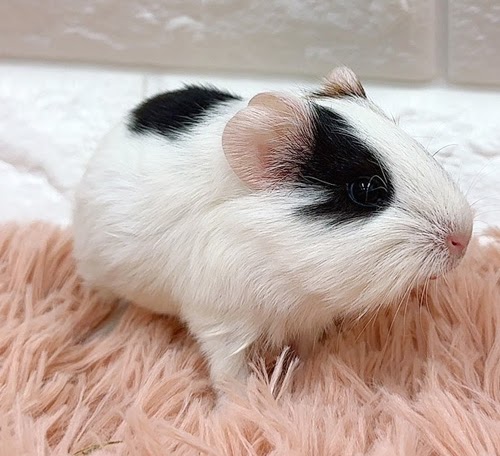 イングリッシュモルモット Memk-M421