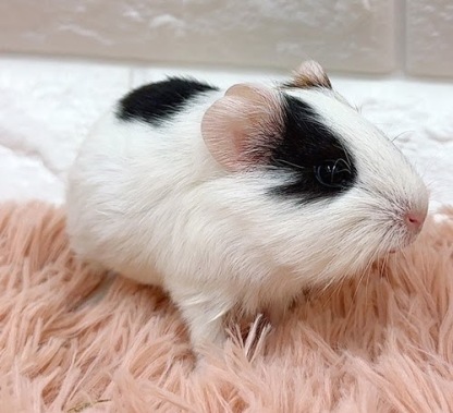 イングリッシュモルモット Memk-M421