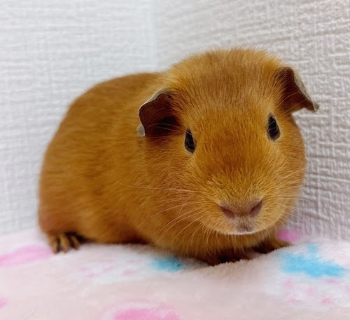ロシアンモルモット（オレンジ）Mo-M411