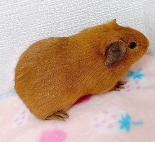 ロシアンモルモット（オレンジ）Mo-M411