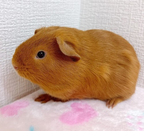 ロシアンモルモット（オレンジ）Mo-M411
