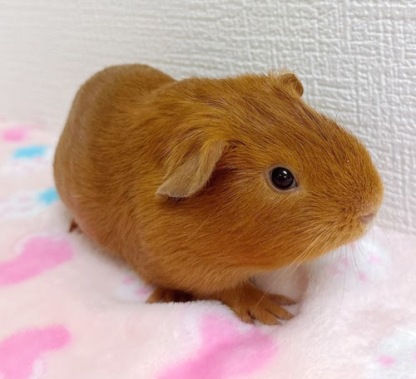ロシアンモルモット（オレンジ）Mo-M411