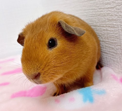 ロシアンモルモット（オレンジ）Mo-M412