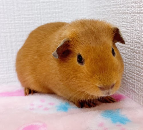 ロシアンモルモット（オレンジ）Mo-M412