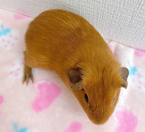 ロシアンモルモット（オレンジ）Mo-M412