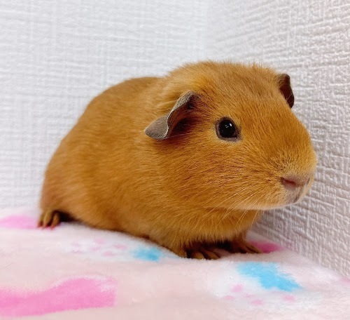ロシアンモルモット（オレンジ）Mo-M412