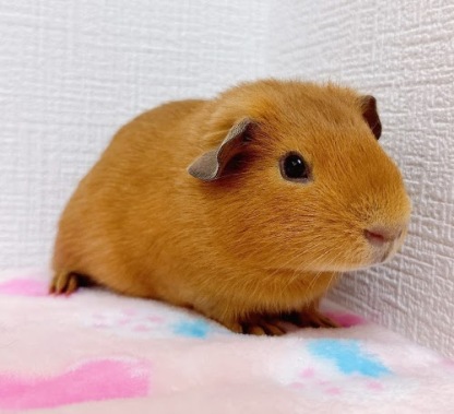 ロシアンモルモット（オレンジ）Mo-M412