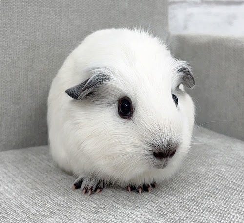 ロシアンスモークモルモット Mrs-F432
