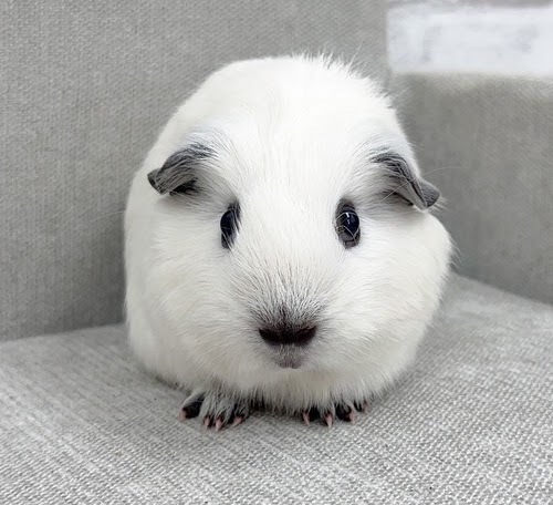 ロシアンスモークモルモット Mrs-F432