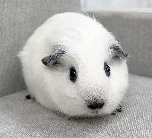 ロシアンスモークモルモット Mrs-F432