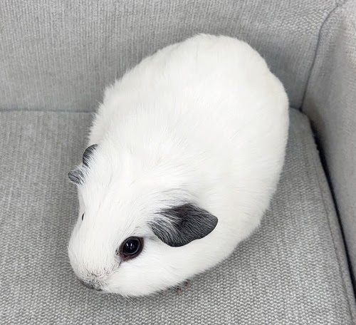 ロシアンスモークモルモット Mrs-F432