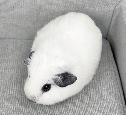 ロシアンスモークモルモット Mrs-F432