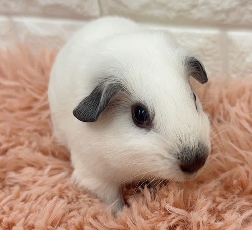 ロシアンスモークモルモット（ホワイト） Mrsw-M430