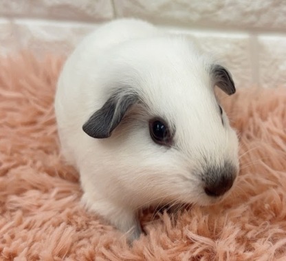 ロシアンスモークモルモット（ホワイト） Mrsw-M430