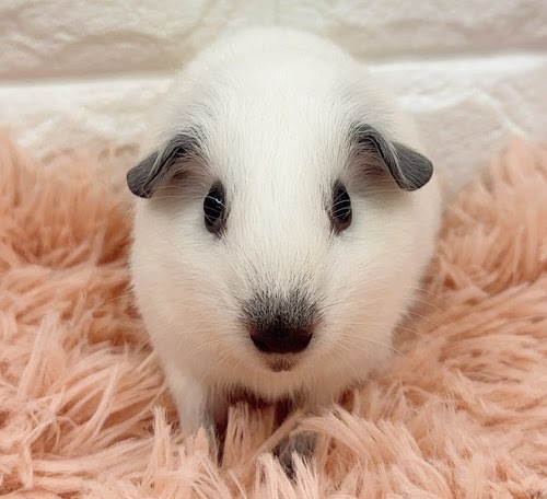 ロシアンスモークモルモット（ホワイト） Mrsw-M430