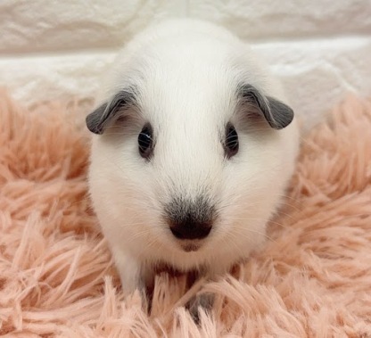 ロシアンスモークモルモット（ホワイト） Mrsw-M430