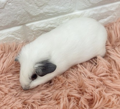 ロシアンスモークモルモット（ホワイト） Mrsw-M430