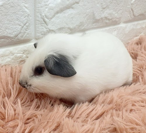 ロシアンスモークモルモット（ホワイト） Mrsw-M430