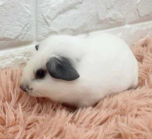 ロシアンスモークモルモット（ホワイト） Mrsw-M430
