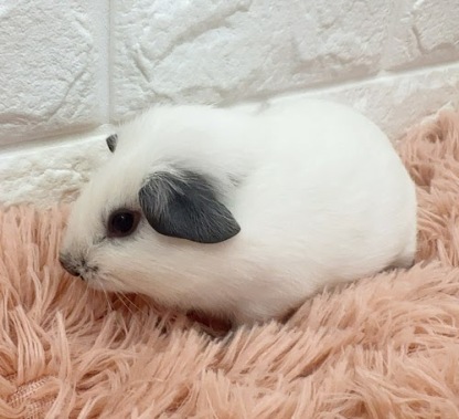 ロシアンスモークモルモット（ホワイト） Mrsw-M430