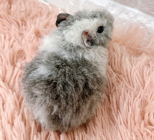 テッセルモルモット Mt-F416